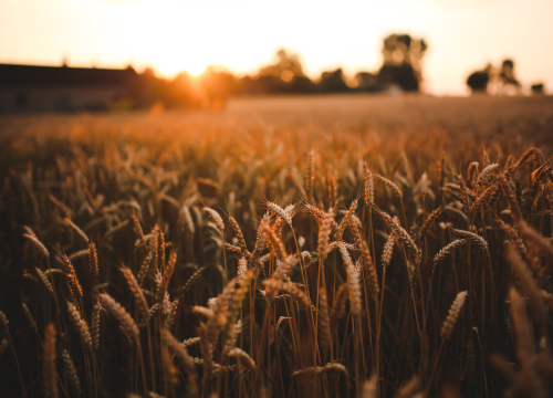 Harvest Family Service